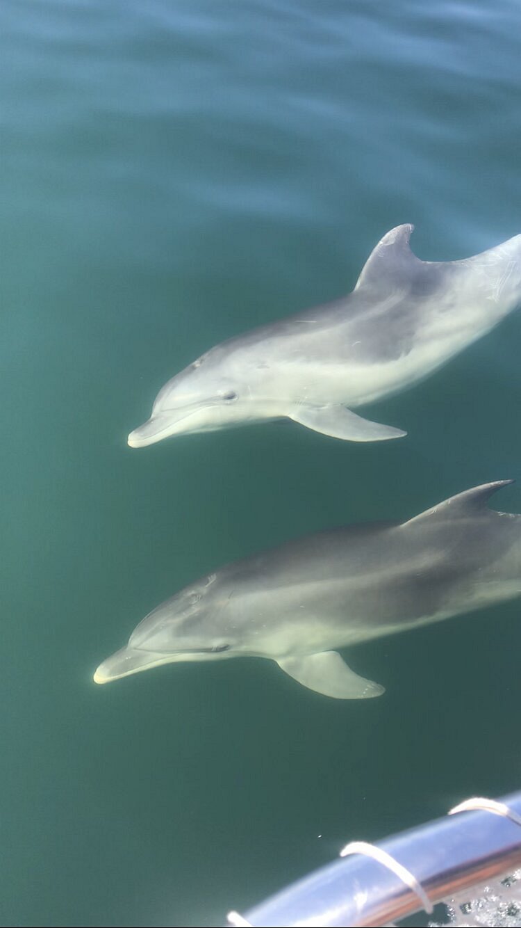 Bottlenose dolphins during the Amvrakikos cruise