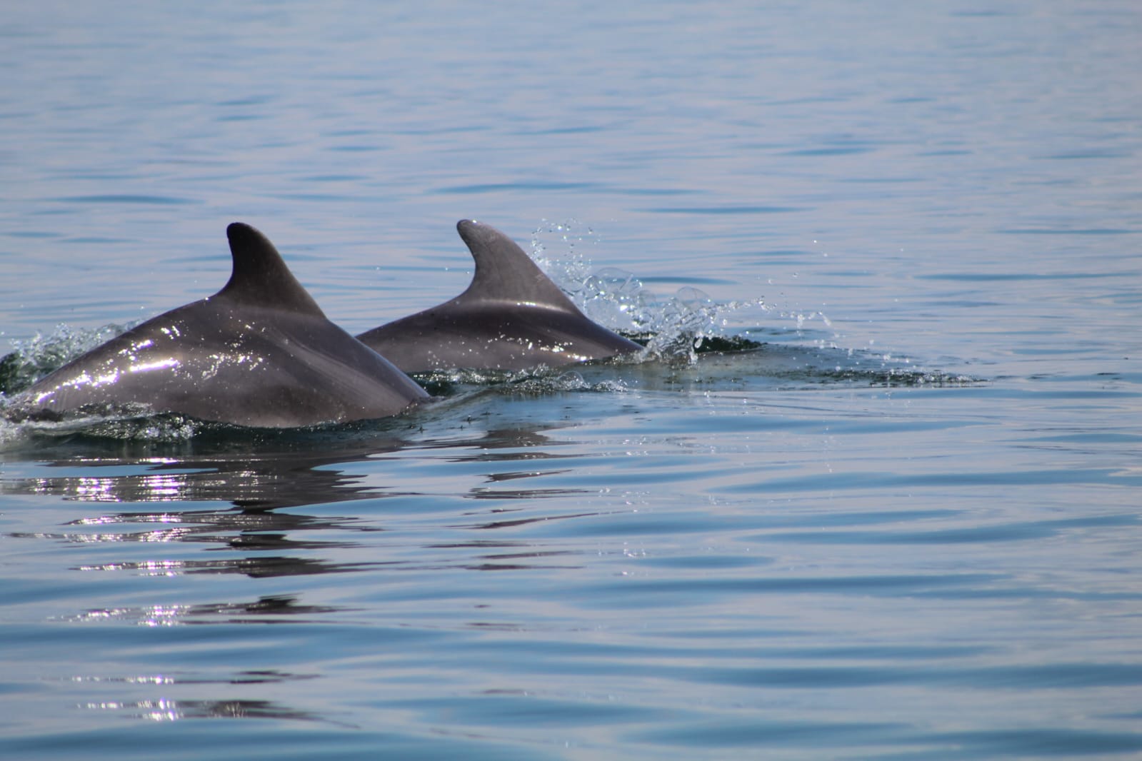 A dolphin couple