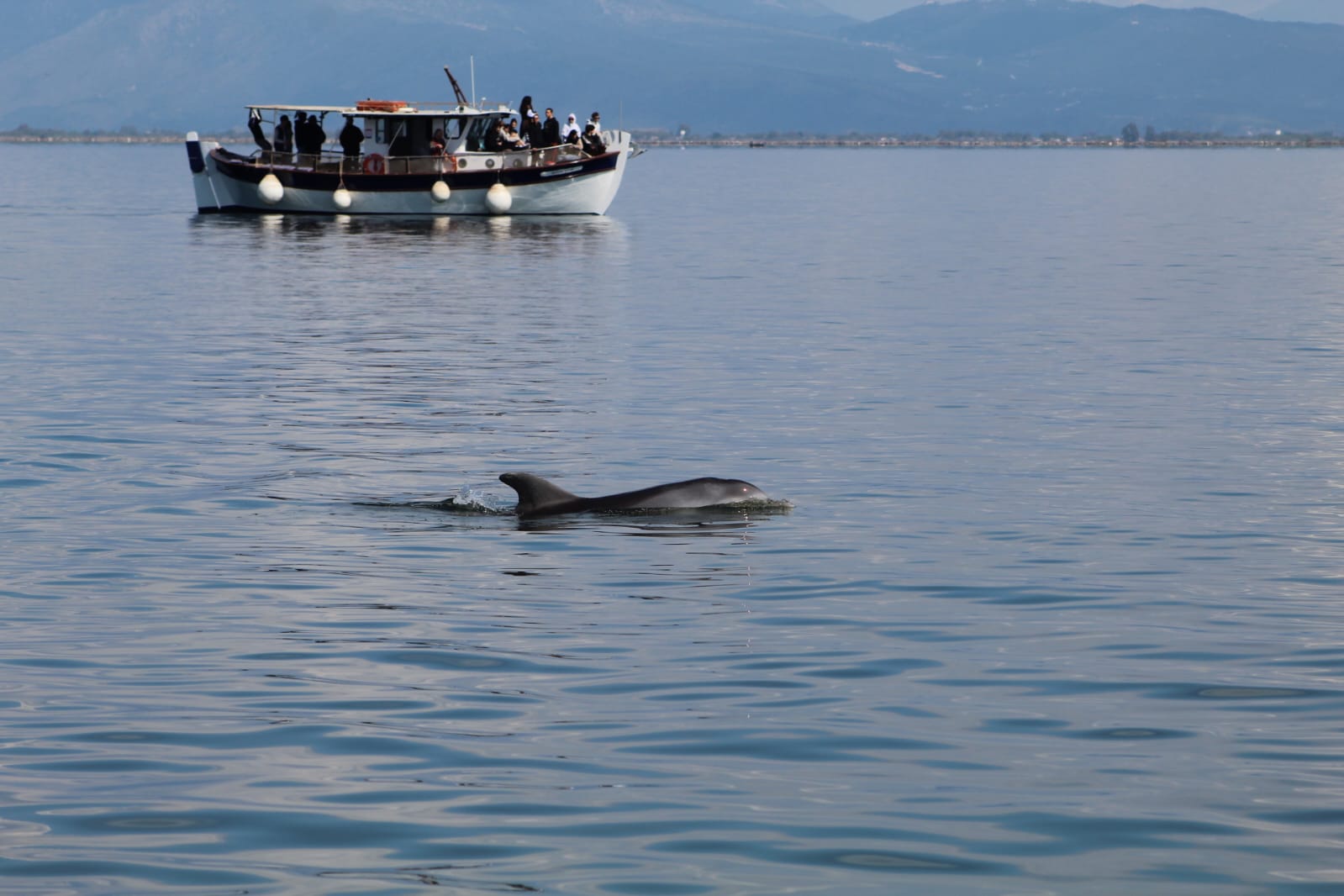 Dolphin by the boat