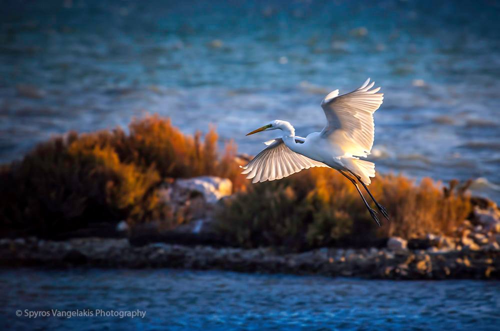 Herons in flight