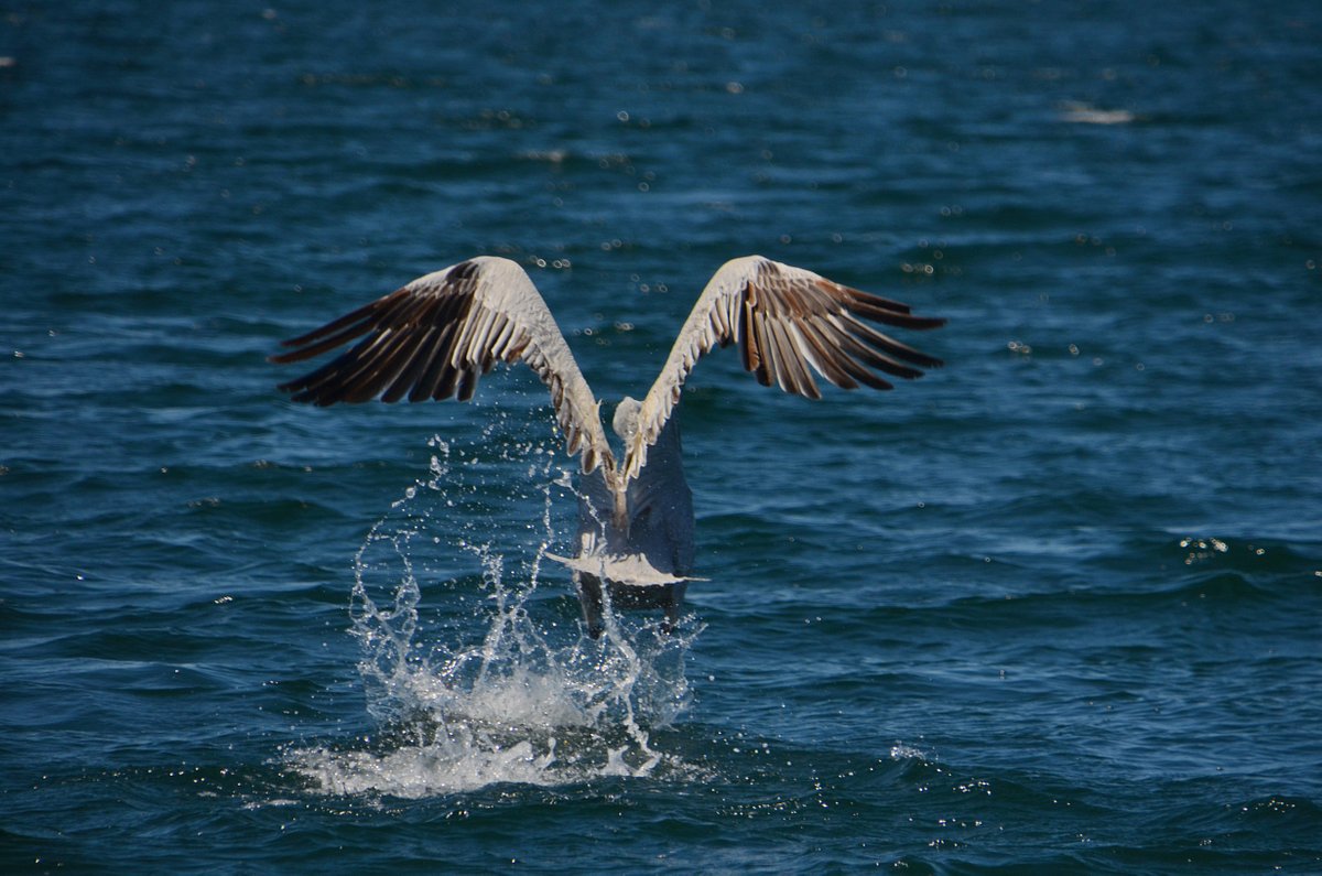 Pelican in the Ambracian Gulf