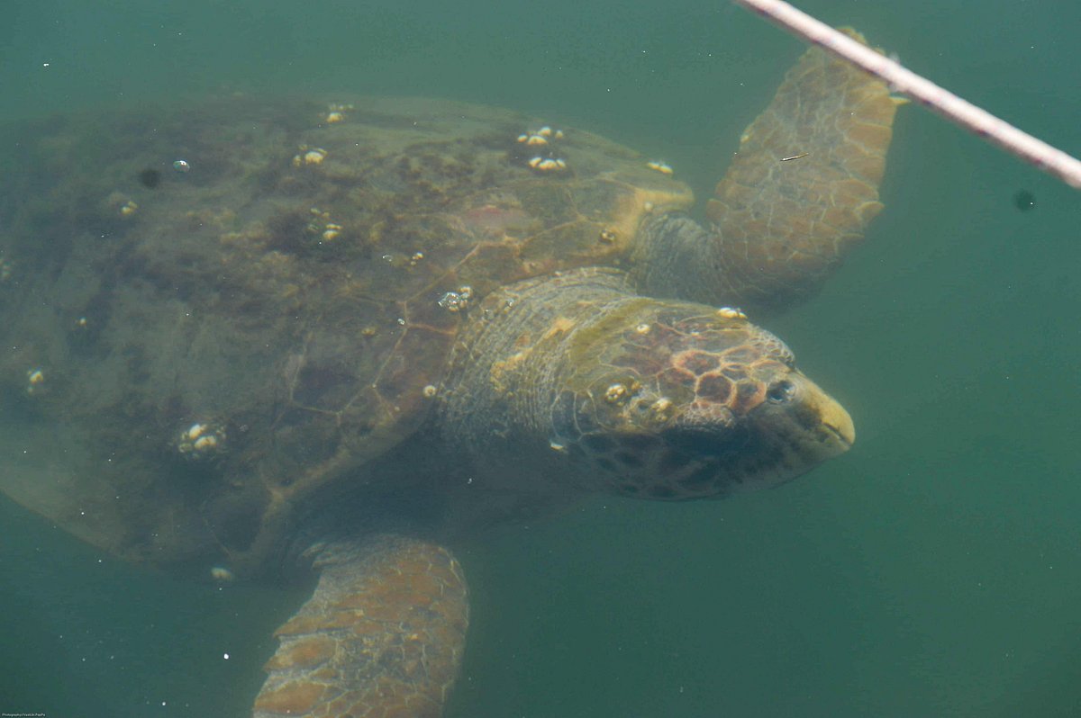 Loggerhead sea turtle in the Ambracian Gulf