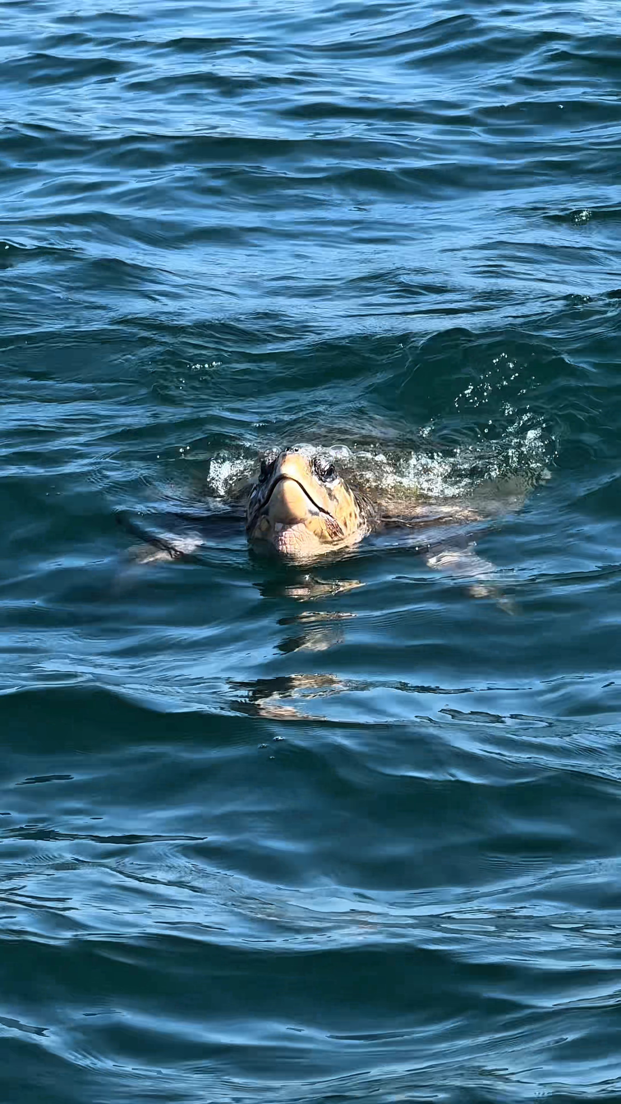 Loggerhead sea turtle